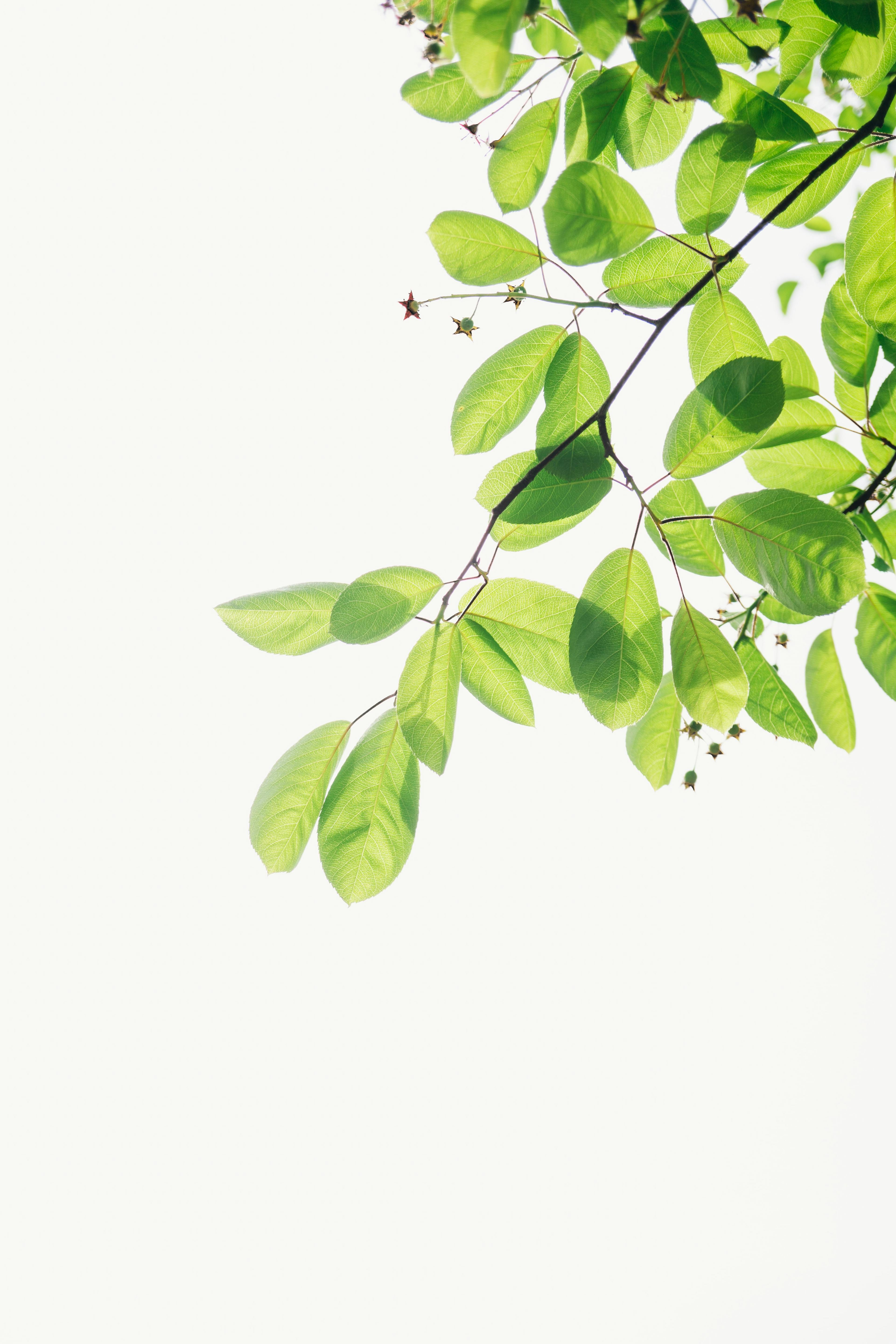 Zweig mit Blättern, symbolisiert Natur und Gesundheit